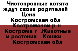 Чистокровные котята ждут своих родителей. › Цена ­ 3 000 - Костромская обл., Костромской р-н, Кострома г. Животные и растения » Кошки   . Костромская обл.